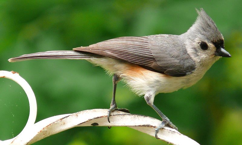 Tufted Titmouse (Baeolophus bicolor) - wiki; DISPLAY FULL IMAGE.