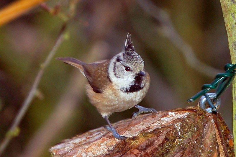 Crested Tit (Lophophanes cristatus) - wiki; DISPLAY FULL IMAGE.