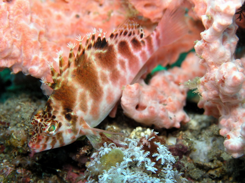 Spotted Hawkfish (Cirrhitichthys aprinus) - Wiki; DISPLAY FULL IMAGE.