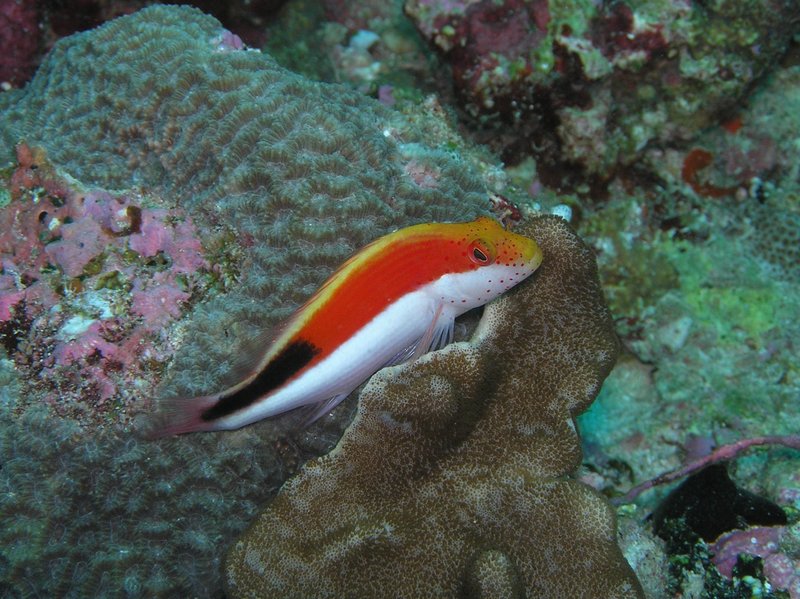 Forster's Hawkfish (Paracirrhites forsteri); DISPLAY FULL IMAGE.