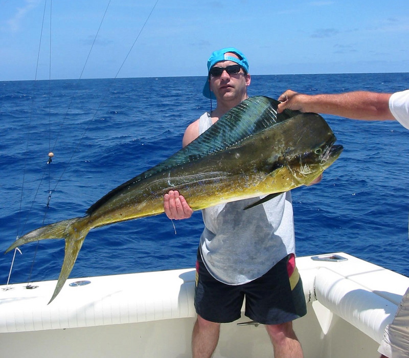 Mahi-mahi, Common Dolphinfish (Coryphaena hippurus) - Wiki; DISPLAY FULL IMAGE.