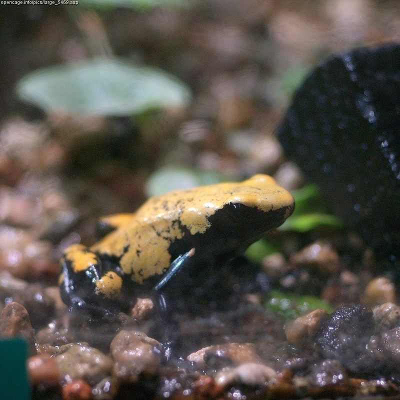 Splash-backed Poison Dart Frog (Dendrobates galactonotus) - Wiki; DISPLAY FULL IMAGE.