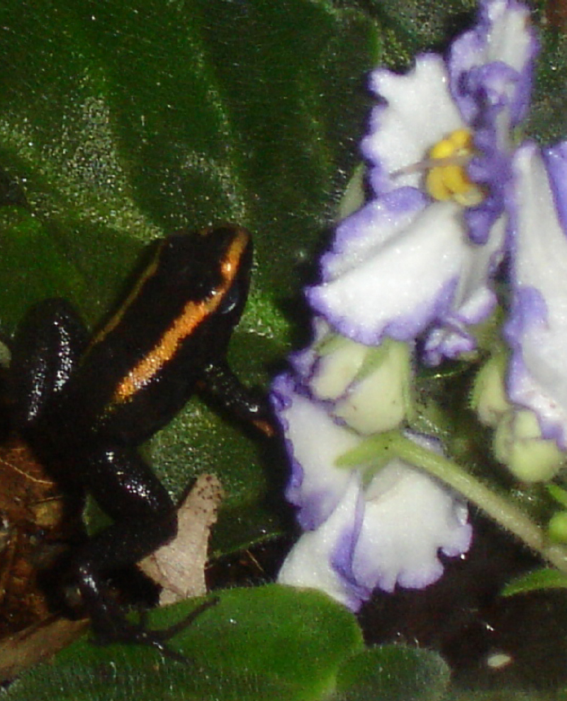 Kokoe Poison Dart Frog (Phyllobates aurotaenia) - Wiki; DISPLAY FULL IMAGE.