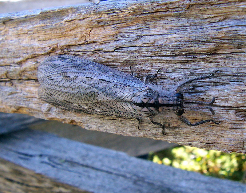 Antlion (Family: Myrmeleontidae) - Wiki; DISPLAY FULL IMAGE.