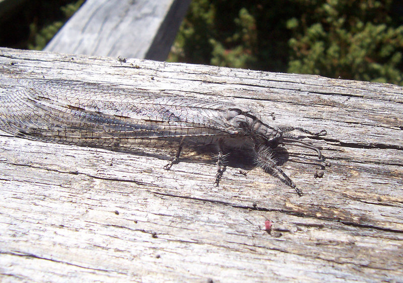 Adult Antlion {!--명주잠자리과-->; DISPLAY FULL IMAGE.