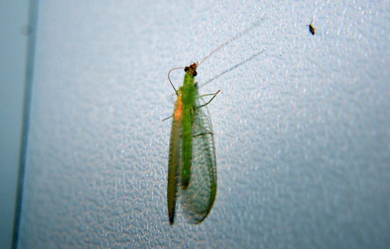 Green Lacewing; DISPLAY FULL IMAGE.