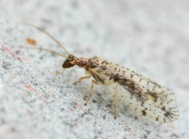 Brown Lacewing (Family: Hemerobiidae) - Wiki; DISPLAY FULL IMAGE.