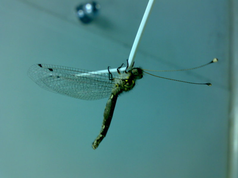 Owlfly (Family: Ascalaphidae) - Wiki; DISPLAY FULL IMAGE.