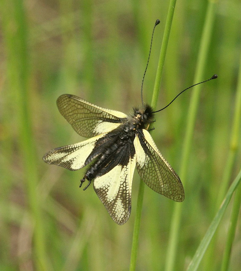 European Owlfly, Libelloides coccajus male; DISPLAY FULL IMAGE.