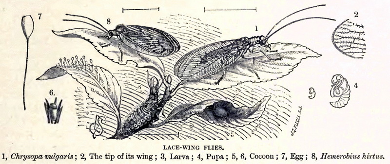 Life cycle of lacewings; DISPLAY FULL IMAGE.