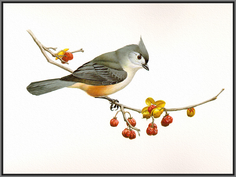 Douglas Pratt - Tufted Titmouse (Art), Baeolophus bicolor; DISPLAY FULL IMAGE.