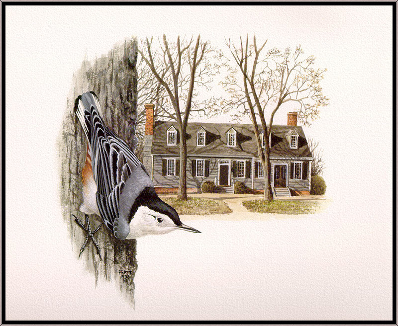 Douglas Pratt - White-breasted Nuthatch (Art), Sitta carolinensis; DISPLAY FULL IMAGE.