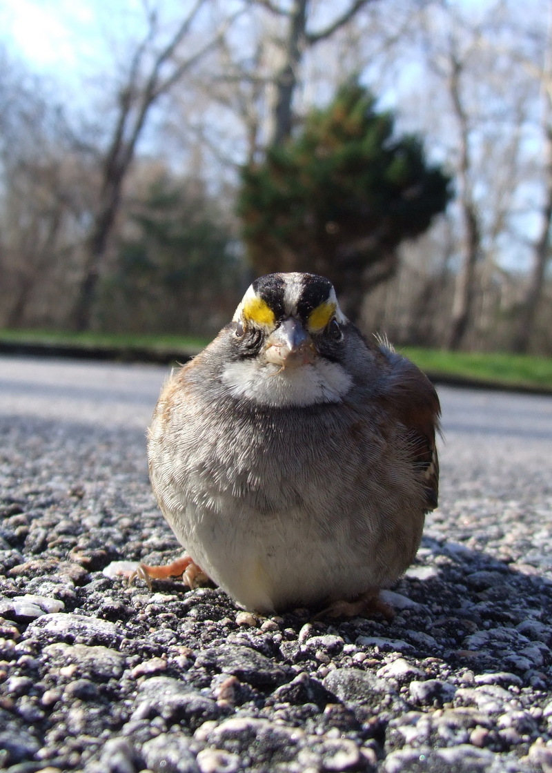 White-throated Sparrow (Zonotrichia albicollis) - White striped form; DISPLAY FULL IMAGE.