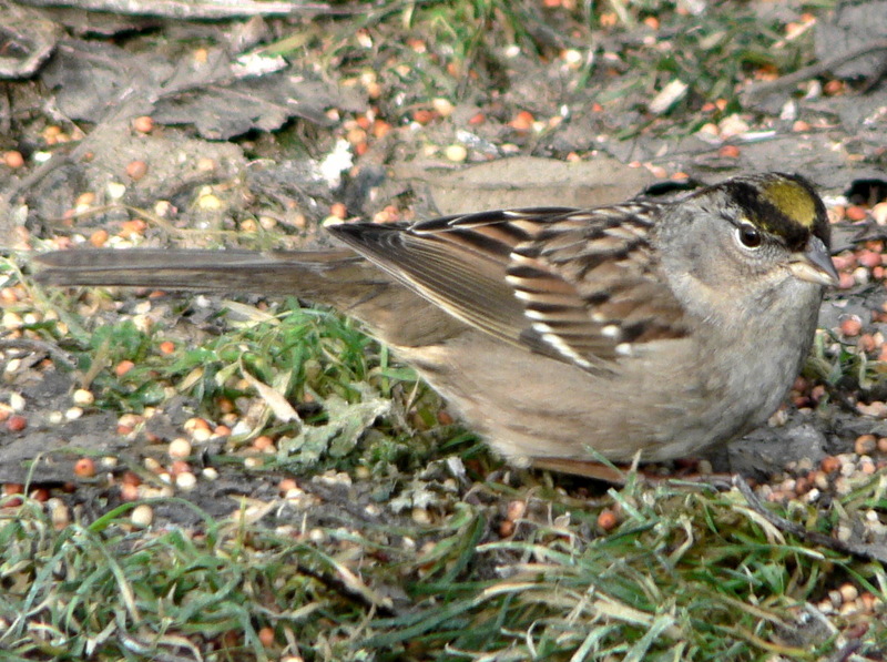 Golden-crowned Sparrow (Zonotrichia atricapilla) - Non-breeding plumage; DISPLAY FULL IMAGE.