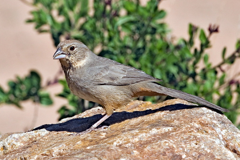 Canyon Towhee, Brown Towhee (Pipilo fuscus) - Wiki; DISPLAY FULL IMAGE.