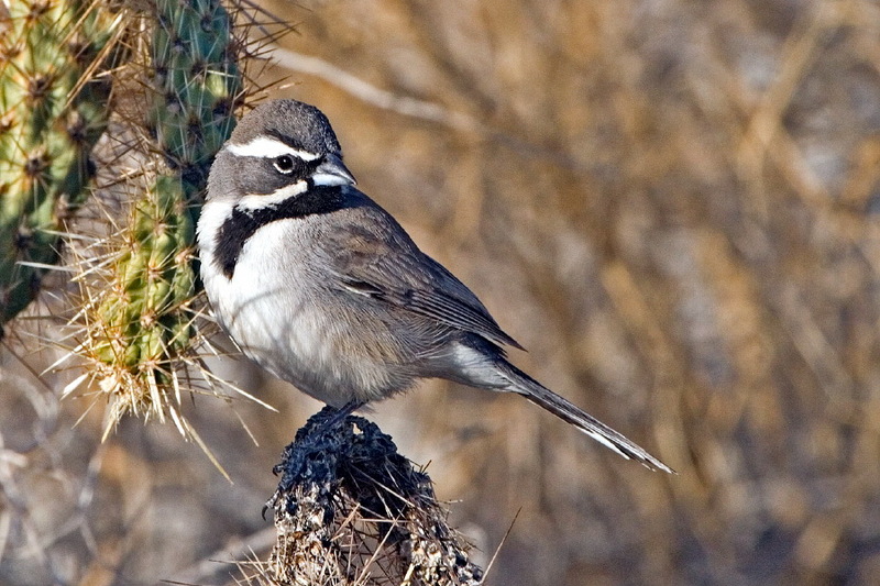 Black-throated Sparrow (Amphispiza bilineata) - Wiki; DISPLAY FULL IMAGE.