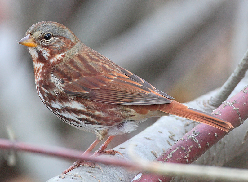 Red Fox Sparrow (Passerella iliaca iliaca) - Wiki; DISPLAY FULL IMAGE.