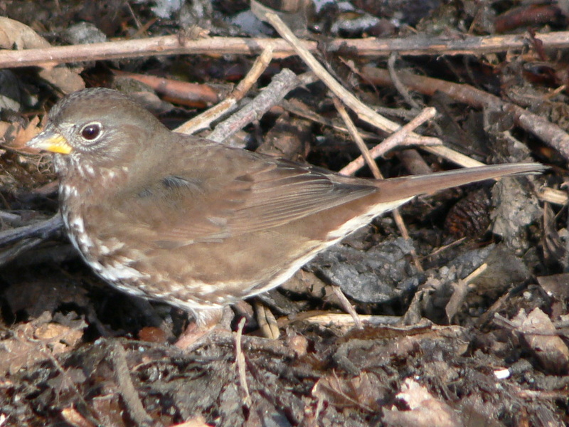 Sooty Fox Sparrow (Passerella iliaca unalaschcensis) - Wiki; DISPLAY FULL IMAGE.