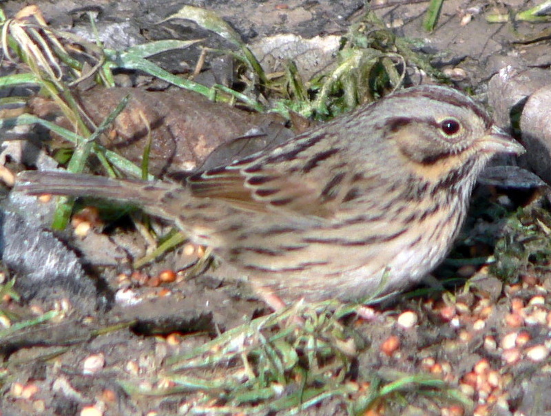 Lincoln's Sparrow (Melospiza lincolnii) - Wiki; DISPLAY FULL IMAGE.