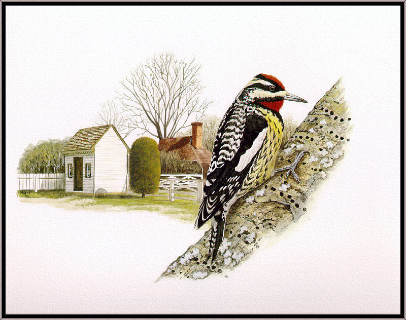 Douglas Pratt - Yellow-bellied Sapsucker (Art), Sphyrapicus varius; DISPLAY FULL IMAGE.