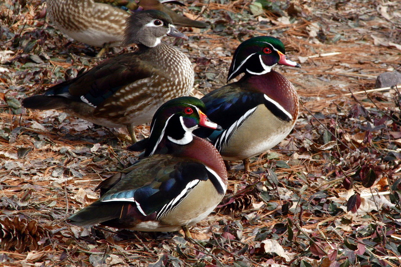 Wood Duck (Aix sponsa) - Wiki; DISPLAY FULL IMAGE.