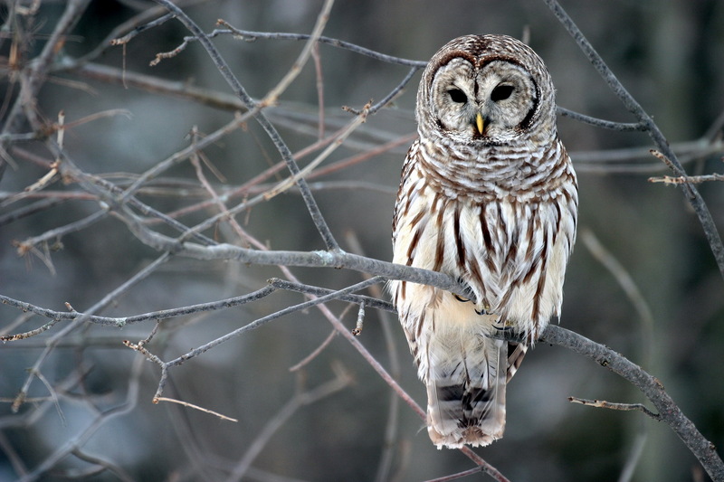 Barred Owl (Strix varia) - Wiki; DISPLAY FULL IMAGE.