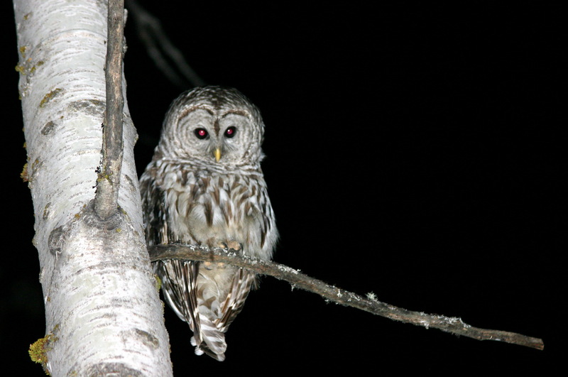 Barred Owl (Strix varia) at night; DISPLAY FULL IMAGE.