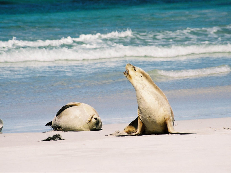 Australian Sea Lion (Neophoca cinerea) - Wiki; DISPLAY FULL IMAGE.