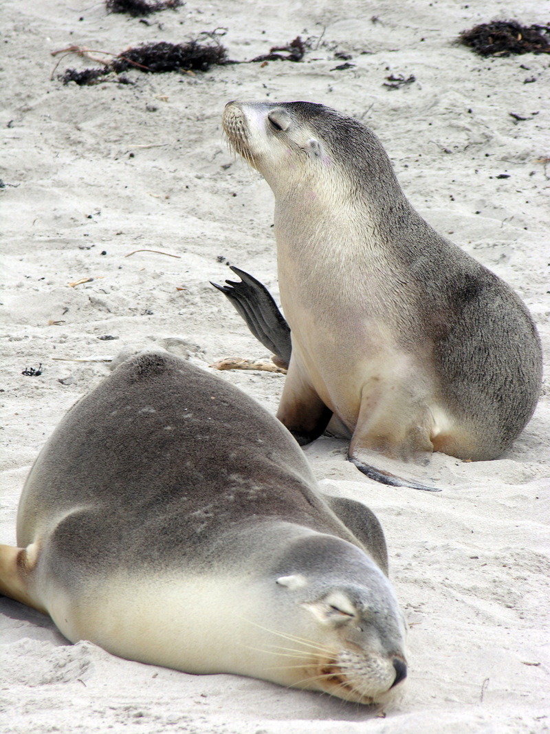 Australian Sea Lion (Neophoca cinerea) {!--호주바다사자-->; DISPLAY FULL IMAGE.