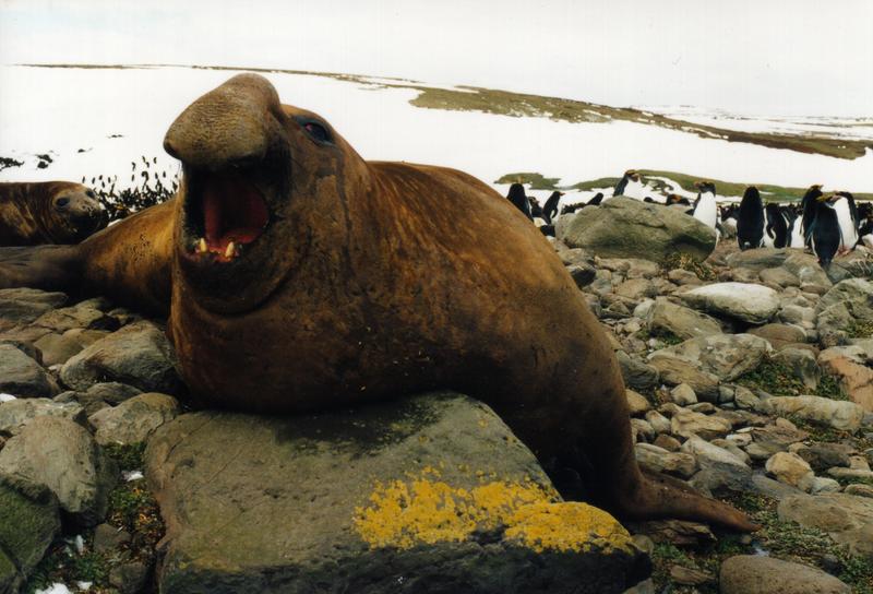 Southern Elephant Seal (Mirounga leonina) - Wiki; DISPLAY FULL IMAGE.