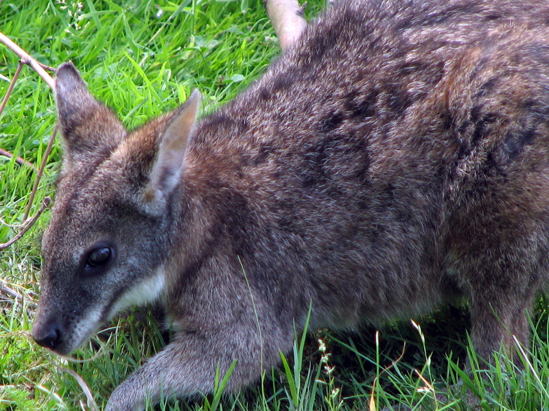 Parma Wallaby (Macropus parma) at zoo; DISPLAY FULL IMAGE.