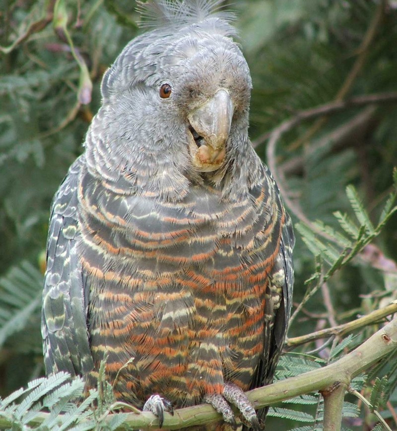 Gang-gang Cockatoo (Callocephalon fimbriatum) female; DISPLAY FULL IMAGE.