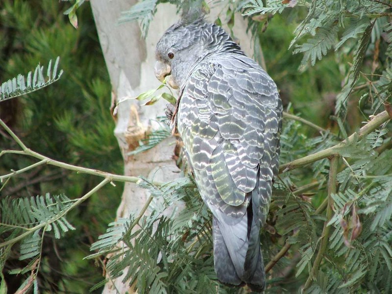 Gang-gang Cockatoo (Callocephalon fimbriatum) female; DISPLAY FULL IMAGE.