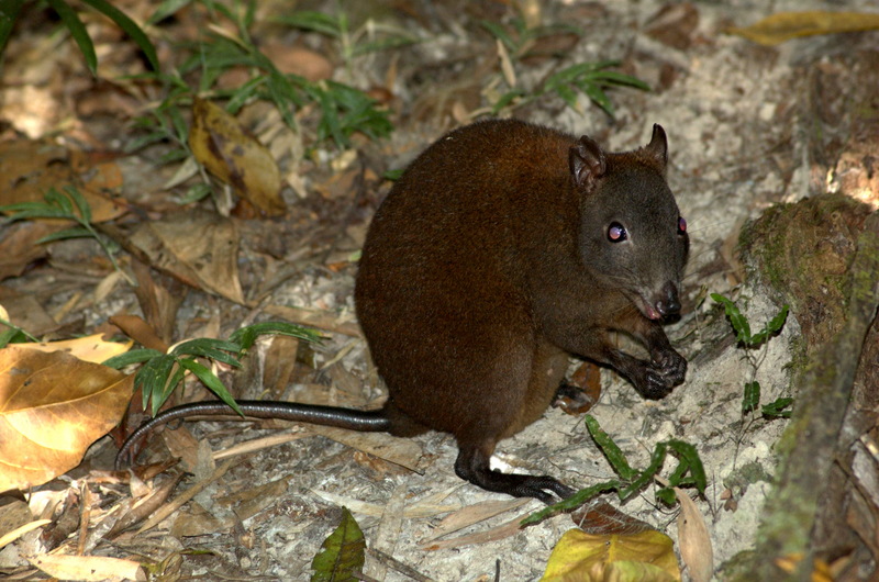 Musky Rat-kangaroo (Hypsiprymnodon moschatus) - Wiki {!--사향쥐캥거루-->; DISPLAY FULL IMAGE.