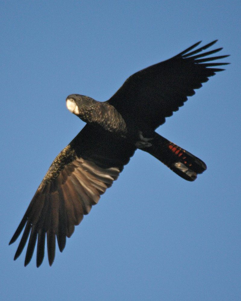 Red-tailed Black Cockatoo (Calyptorhynchus banksii) - Wiki; DISPLAY FULL IMAGE.