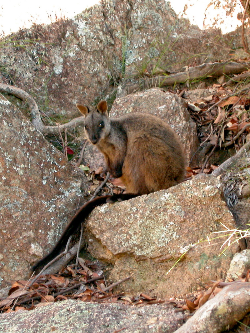 Brush-tailed Rock-wallaby (Petrogale penicillata) {!--붓꼬리바위왈라비-->; DISPLAY FULL IMAGE.
