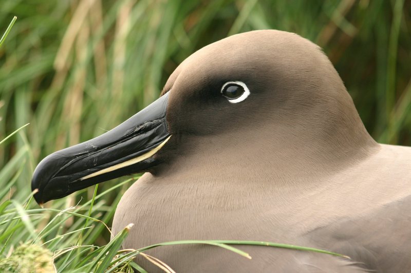 Light-mantled Sooty Albatross (Phoebetria palpebrata) head; DISPLAY FULL IMAGE.