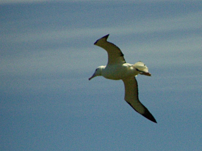 Northern Royal Albatross (Diomedea sanfordi) - Wiki; DISPLAY FULL IMAGE.