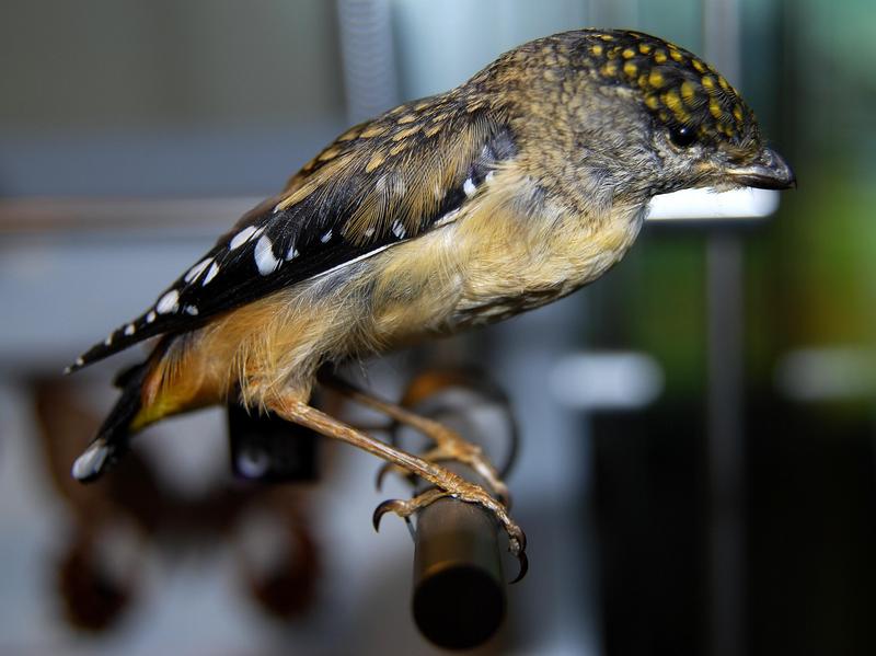 Spotted Pardalote (Pardalotus punctatus) female; DISPLAY FULL IMAGE.