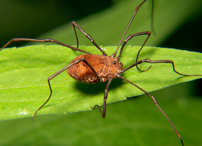 Harvestman, Daddy Longlegs (Hadrobunus grandis) - Wiki; DISPLAY FULL IMAGE.