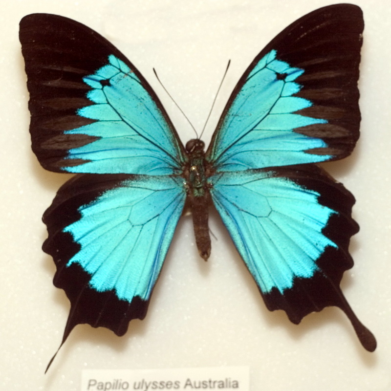 Ulysses Butterfly (Papilio ulysses) - Wiki; DISPLAY FULL IMAGE.