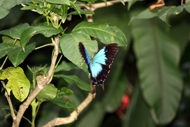 Ulysses Butterfly (Papilio ulysses); DISPLAY FULL IMAGE.