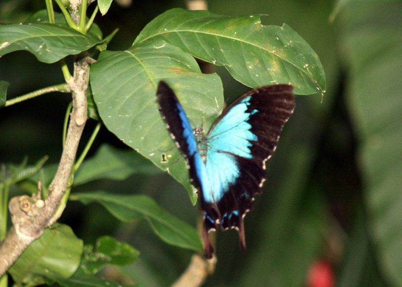 Ulysses Butterfly (Papilio ulysses), crop; DISPLAY FULL IMAGE.