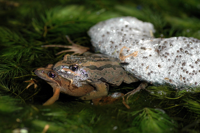 Striped Marsh Frog (Limnodynastes peronii) with spawn; DISPLAY FULL IMAGE.