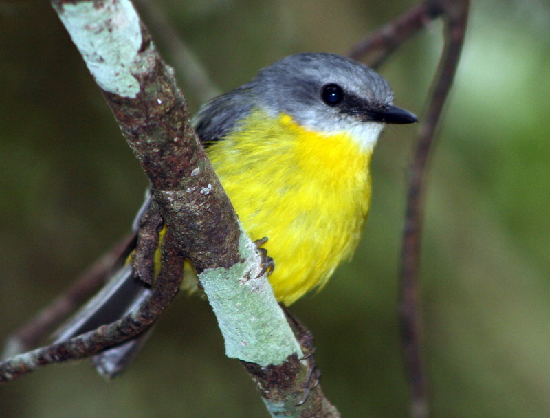 Eastern Yellow Robin (Eopsaltria australis) perched on branch; DISPLAY FULL IMAGE.