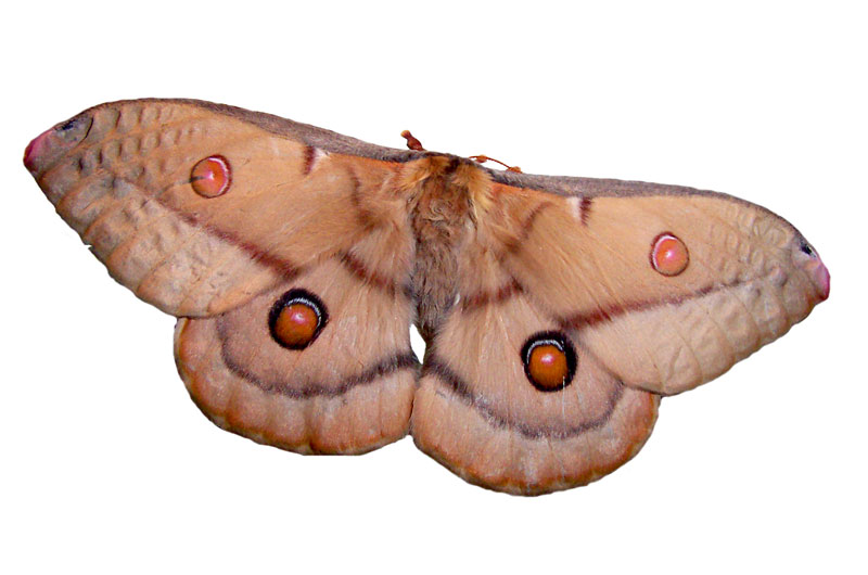 Emperor Gum-moth (Opodiphthera eucalypti) - Wiki; DISPLAY FULL IMAGE.