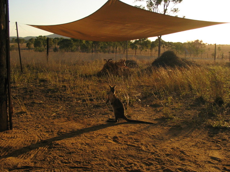 Bridled Nail-tail Wallaby (Onychogalea fraenata); DISPLAY FULL IMAGE.