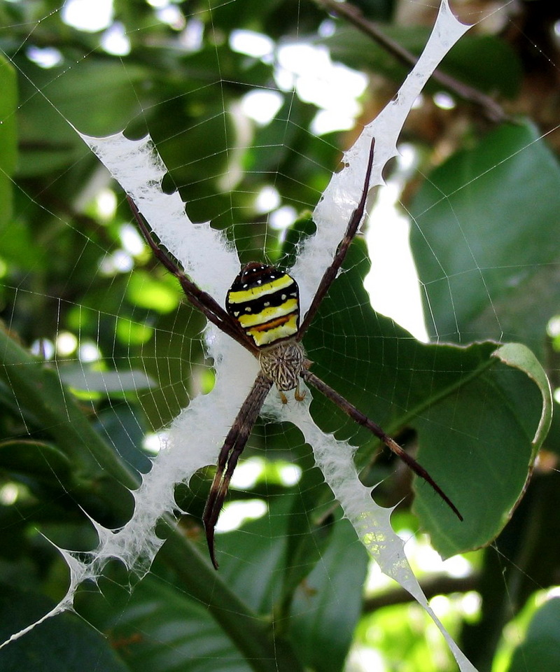 St Andrew's Cross Spider (Argiope keyserlingi) - Wiki; DISPLAY FULL IMAGE.