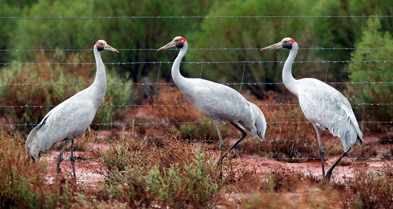 Brolga (Grus rubicunda) - Wiki; DISPLAY FULL IMAGE.