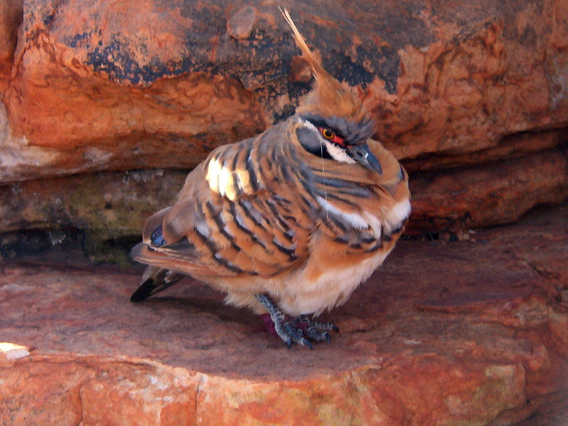 Spinifex Pigeon (Geophaps plumifera) - Wiki; DISPLAY FULL IMAGE.